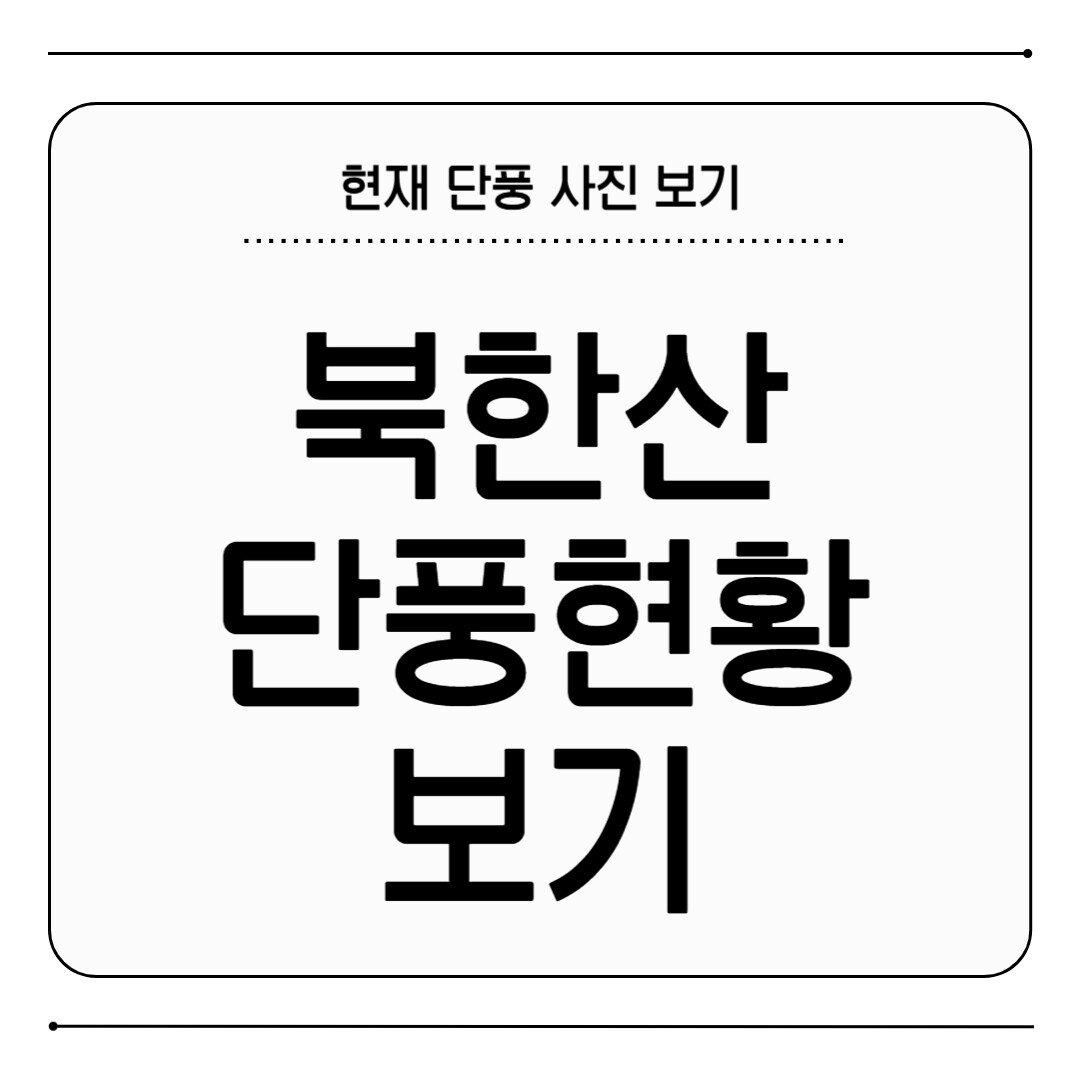 내장산 단풍 현황